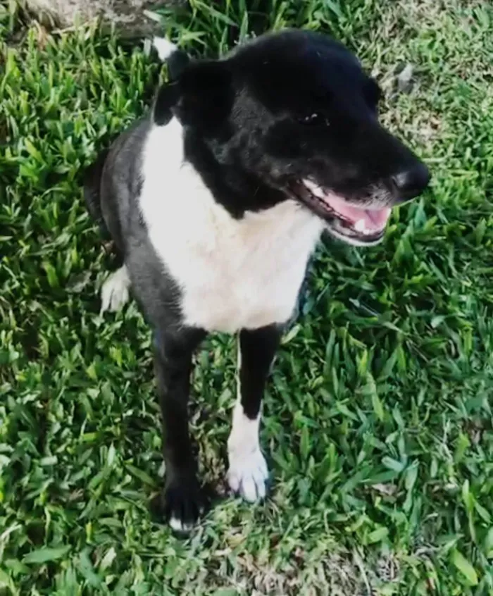 Cachorro ra a SRD-ViraLata idade 1 ano nome Pretinha