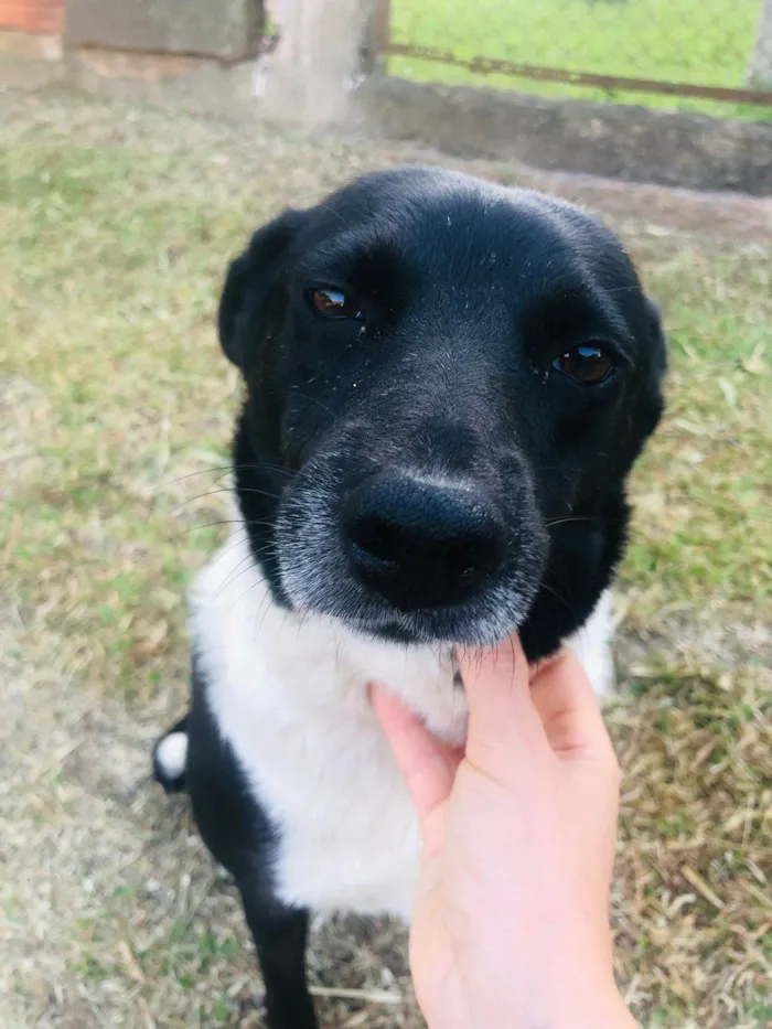 Cachorro ra a SRD-ViraLata idade 1 ano nome Pretinha