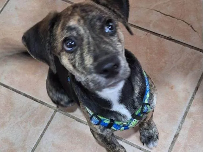 Cachorro ra a SRD-ViraLata idade 2 a 6 meses nome Zé Pretinho, vulgo Zezinho