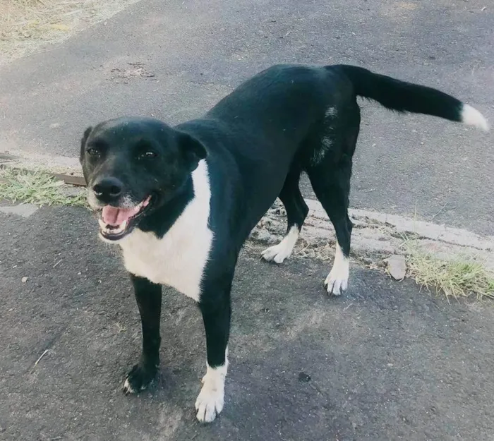 Cachorro ra a SRD-ViraLata idade 1 ano nome Pretinha