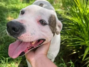 Cachorro raça Pit-Bull idade 2 anos nome Theo 