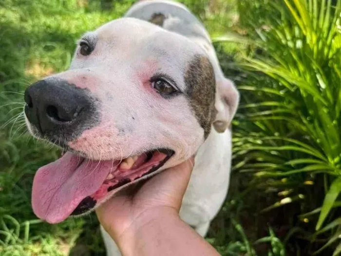 Cachorro ra a Pit-Bull idade 2 anos nome Theo 