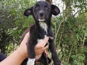 Cachorro raça SRD-ViraLata idade 2 a 6 meses nome Docinho