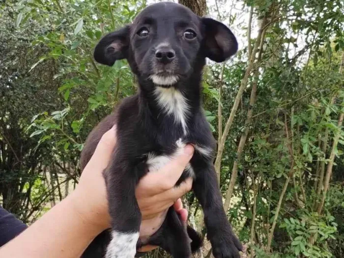 Cachorro ra a SRD-ViraLata idade 2 a 6 meses nome Docinho