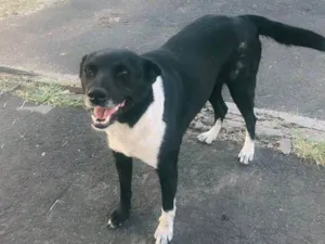 Cachorro raça SRD-ViraLata idade 1 ano nome Pretinha