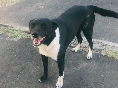 Cachorro raça SRD-ViraLata idade 1 ano nome Pretinha