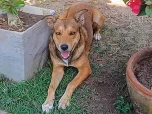 Cachorro raça SRD-ViraLata idade 4 anos nome Marley 