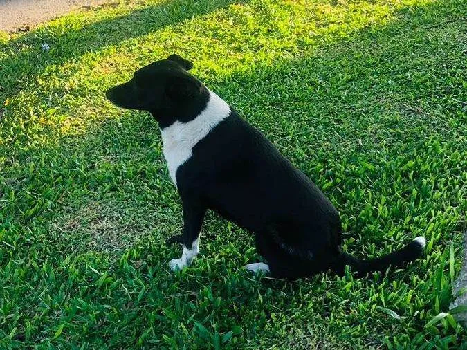 Cachorro ra a SRD-ViraLata idade 1 ano nome Pretinha