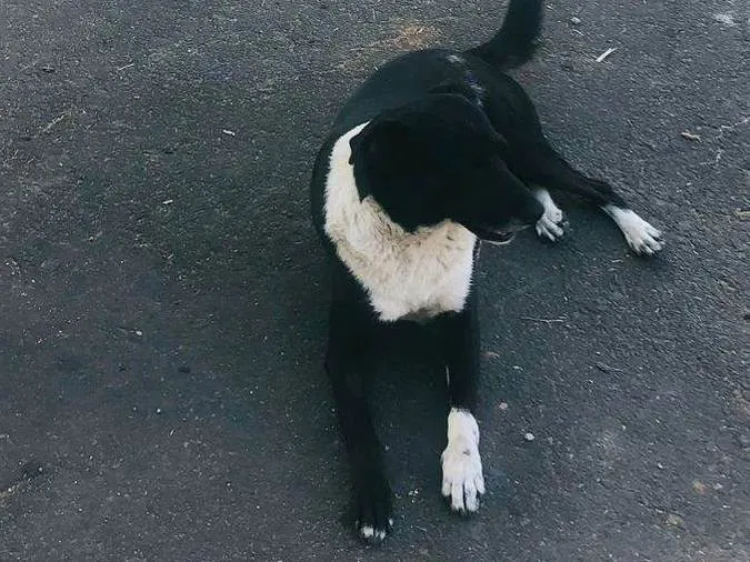 Cachorro ra a SRD-ViraLata idade 1 ano nome Pretinha