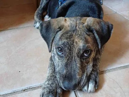 Cachorro raça SRD-ViraLata idade 2 a 6 meses nome Zé Pretinho, vulgo Zezinho