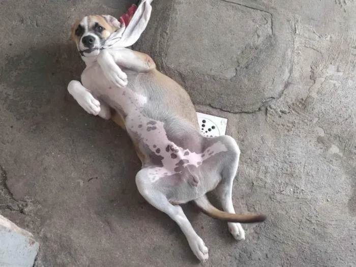 Cachorro ra a São Bernardo idade 2 anos nome Bethoven