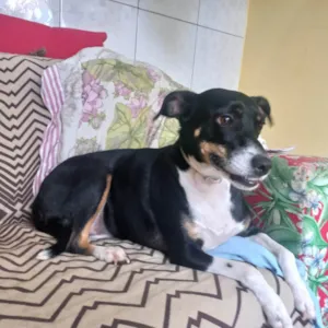 Cachorro raça SRD-ViraLata idade 3 anos nome LUNA