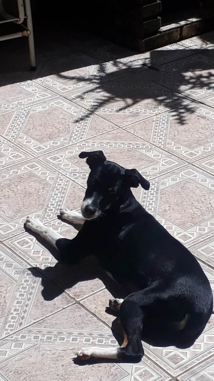 Cachorro ra a SRD-ViraLata idade 3 anos nome LUNA