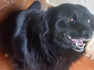 Cachorro raça SRD-ViraLata idade 4 anos nome Sabrina