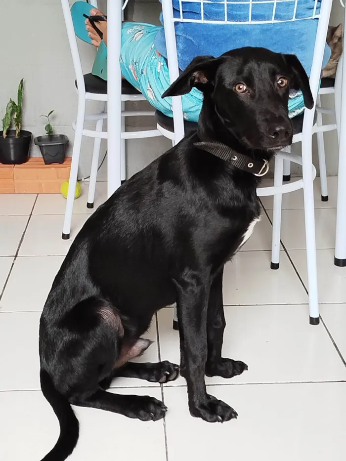 Cachorro ra a SRD-ViraLata idade 1 ano nome Robin