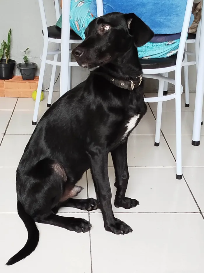 Cachorro ra a SRD-ViraLata idade 1 ano nome Robin