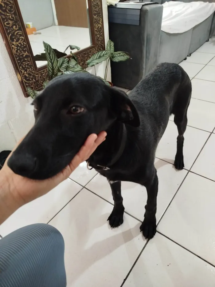 Cachorro ra a SRD-ViraLata idade 1 ano nome Robin