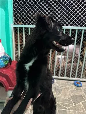 Cachorro raça SRD-ViraLata idade 7 a 11 meses nome Romeo