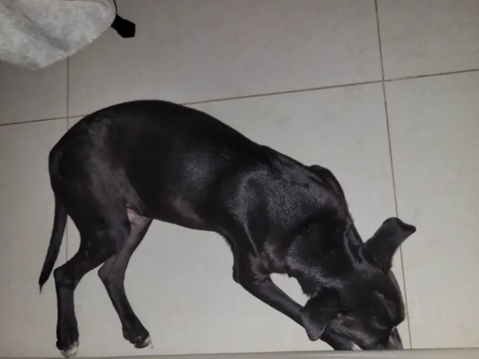 Cachorro ra a SRD-ViraLata idade 7 a 11 meses nome Chico