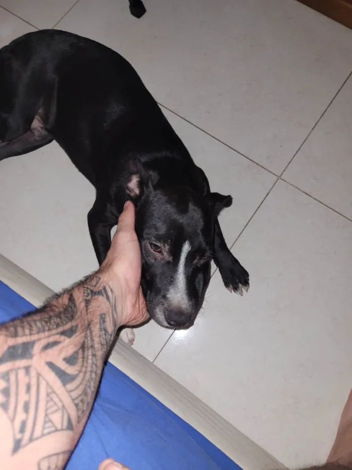 Cachorro ra a SRD-ViraLata idade 7 a 11 meses nome Chico