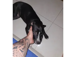 Cachorro raça SRD-ViraLata idade 7 a 11 meses nome Chico