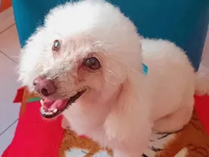 Cachorro raça Poodle idade 6 ou mais anos nome Lara