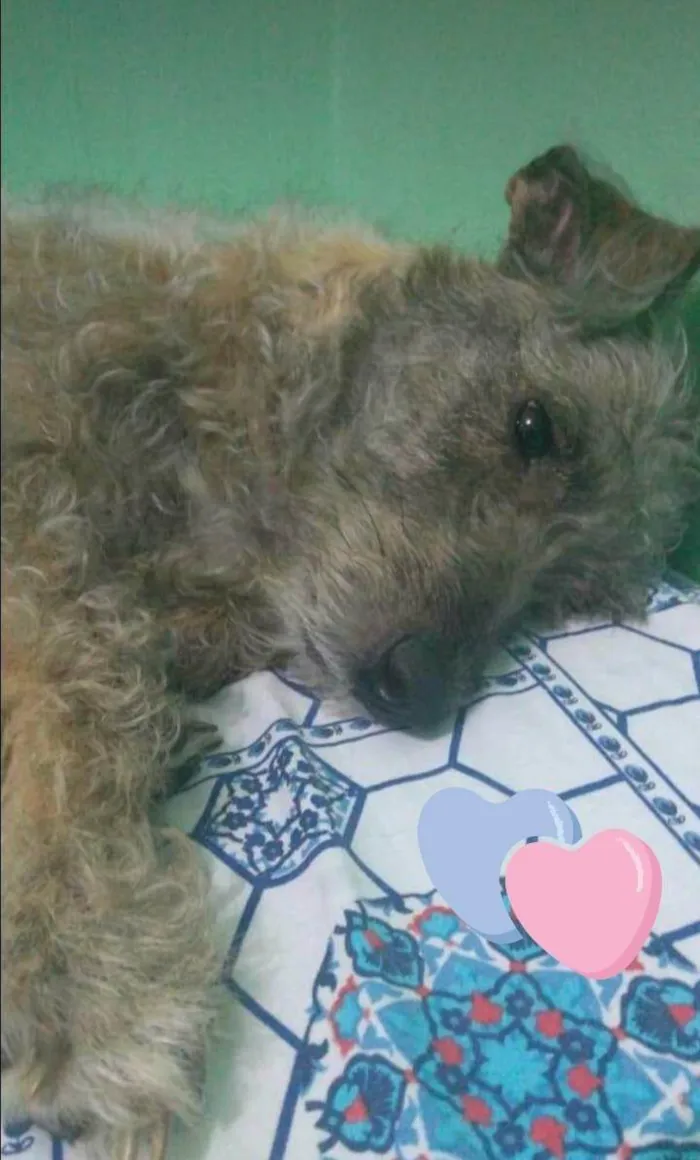 Cachorro ra a SRD-ViraLata idade 6 ou mais anos nome Teté 