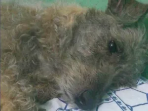 Cachorro raça SRD-ViraLata idade 6 ou mais anos nome Teté 