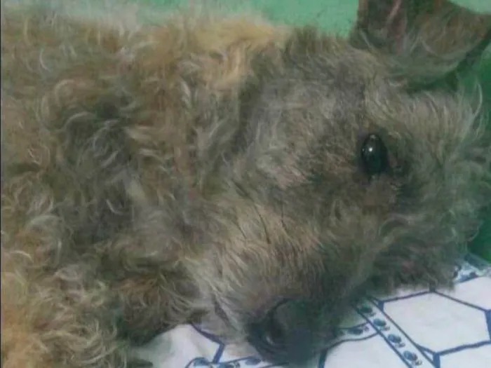 Cachorro ra a SRD-ViraLata idade 6 ou mais anos nome Teté 