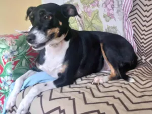 Cachorro raça SRD-ViraLata idade 3 anos nome LUNA