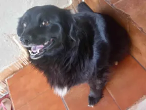 Cachorro raça SRD-ViraLata idade 4 anos nome Sabrina