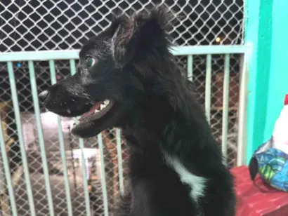 Cachorro raça SRD-ViraLata idade 7 a 11 meses nome Romeo