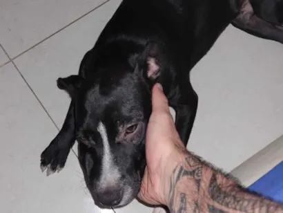 Cachorro raça SRD-ViraLata idade 7 a 11 meses nome Chico