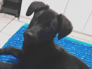 Cachorro raça SRD-ViraLata idade 2 a 6 meses nome Billy 