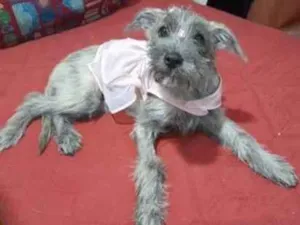 Cachorro raça SRD-ViraLata idade 2 a 6 meses nome Polly