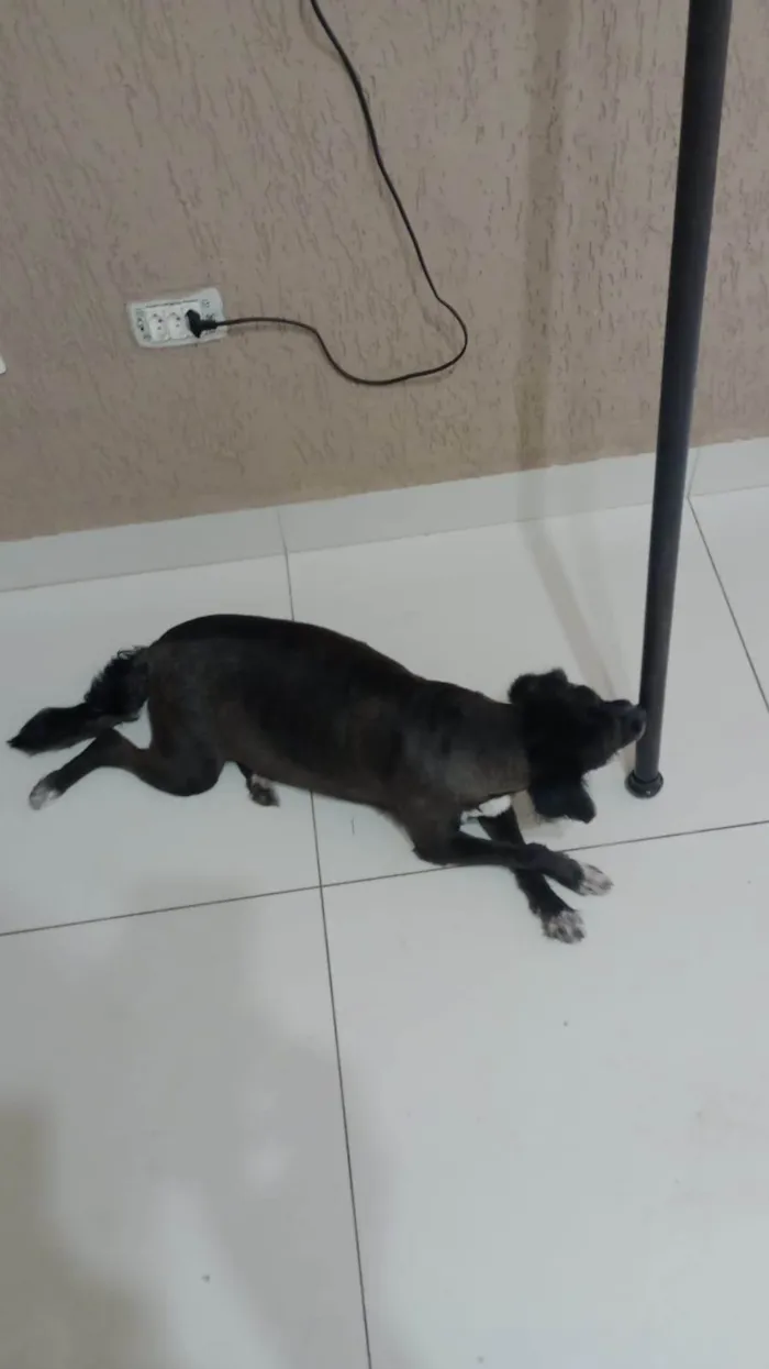 Cachorro ra a SRD-ViraLata idade 6 ou mais anos nome Chiquinha 