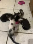 Gatinhos bebês