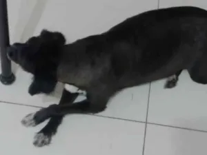 Cachorro raça SRD-ViraLata idade 6 ou mais anos nome Chiquinha 