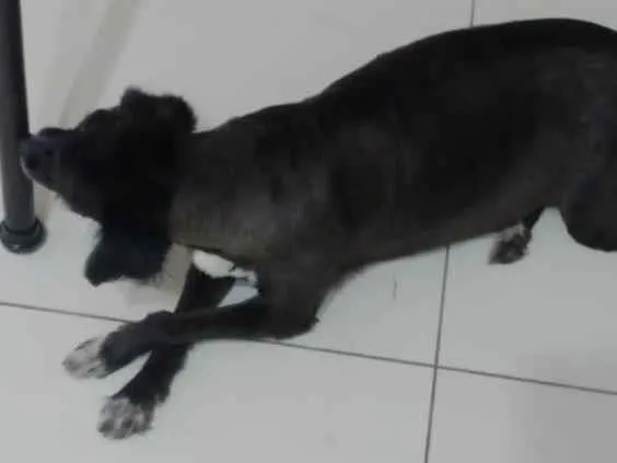 Cachorro ra a SRD-ViraLata idade 6 ou mais anos nome Chiquinha 