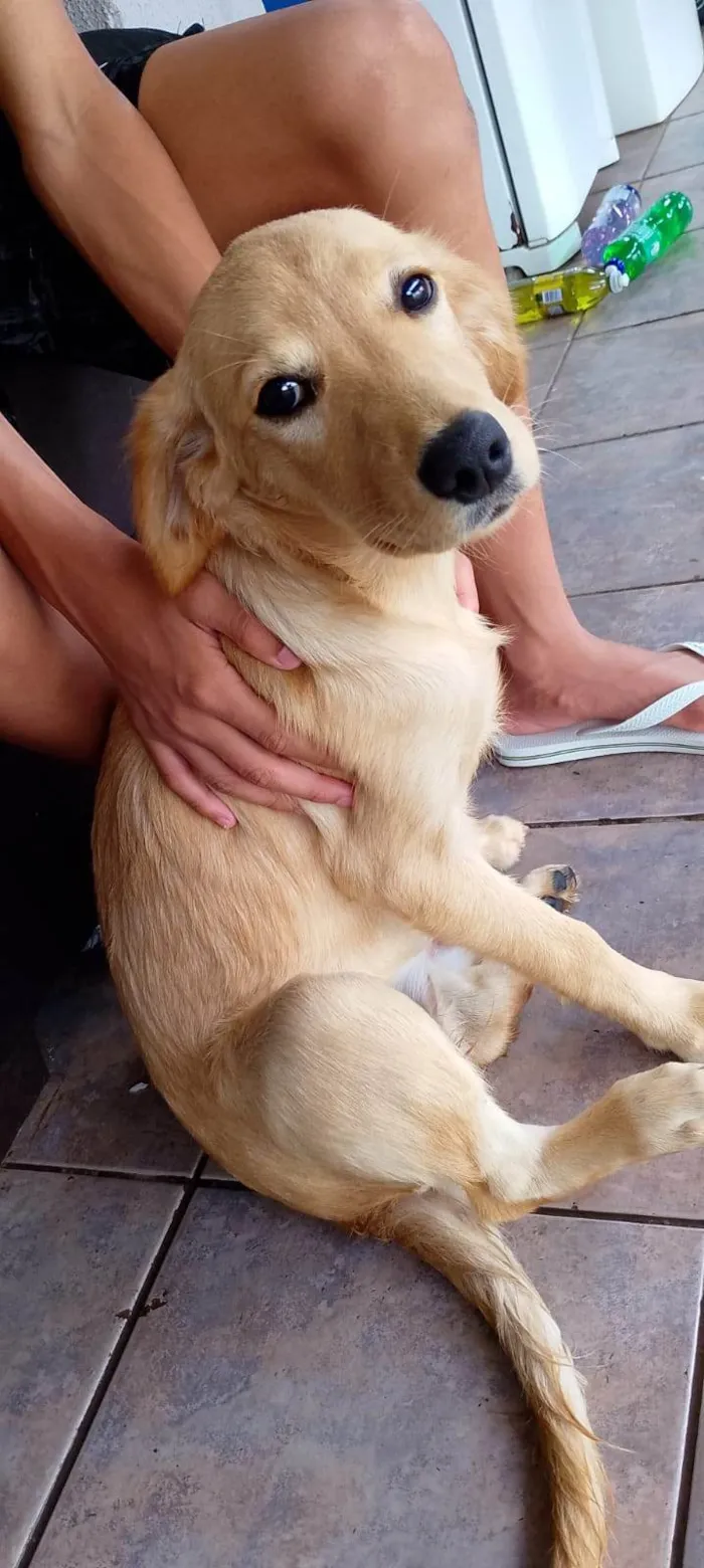 Cachorro ra a Labrador idade 2 a 6 meses nome LUA 