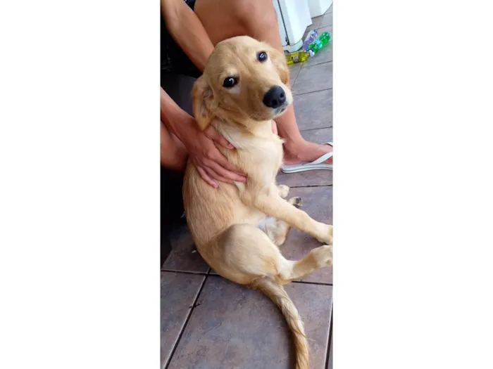 Cachorro ra a Labrador idade 2 a 6 meses nome LUA 