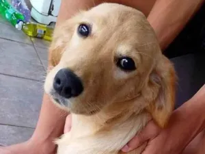 Cachorro raça Labrador idade 2 a 6 meses nome LUA 