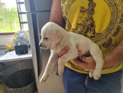 Cachorro raça Labrador idade Abaixo de 2 meses nome Filhote