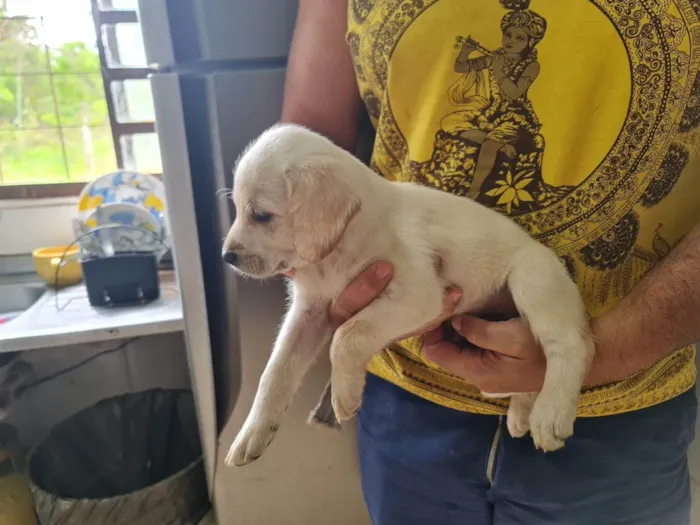 Cachorro ra a Labrador idade Abaixo de 2 meses nome Filhote