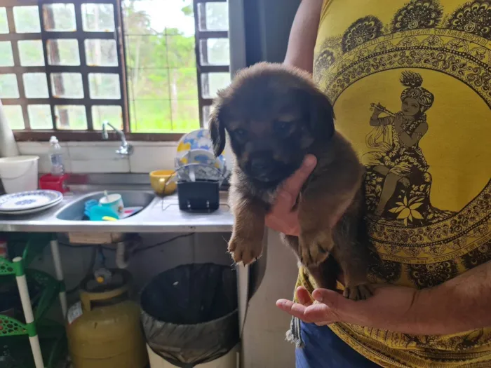 Cachorro ra a Labrador idade Abaixo de 2 meses nome Filhote