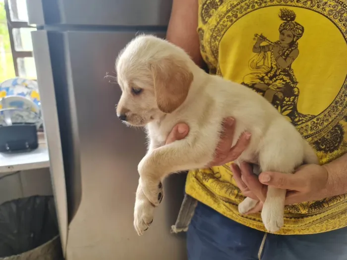 Cachorro ra a Labrador idade Abaixo de 2 meses nome Filhote