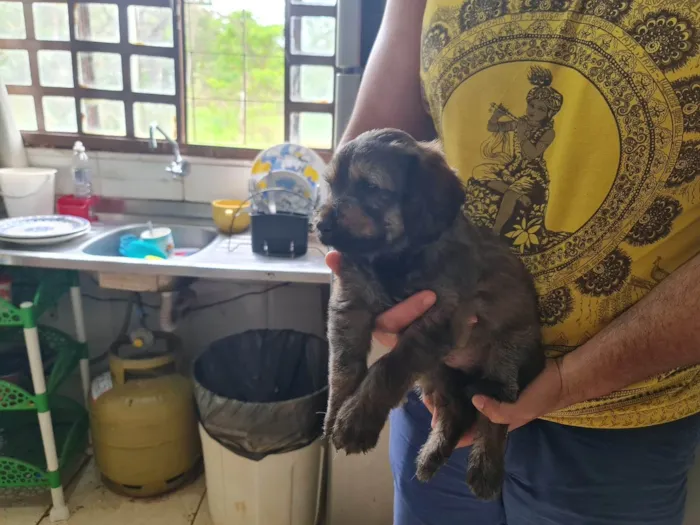 Cachorro ra a Labrador idade Abaixo de 2 meses nome Filhote