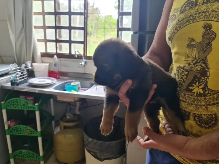 Cachorro ra a Labrador idade Abaixo de 2 meses nome Filhote