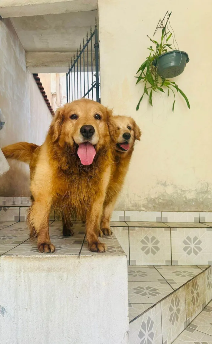 Cachorro ra a Labrador idade 5 anos nome Billy