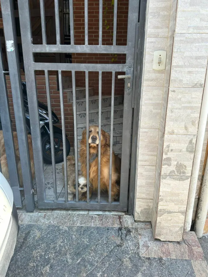 Cachorro ra a Labrador idade 5 anos nome Billy